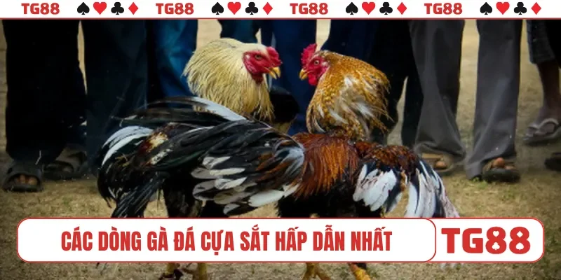 Các dòng gà đá cựa sắt hấp dẫn nhất