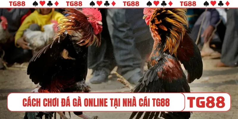 Cách chơi đá gà online tại nhà cái TG88