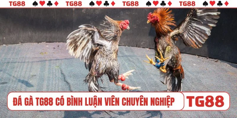 Đá gà TG88 có bình luận viên chuyên nghiệp