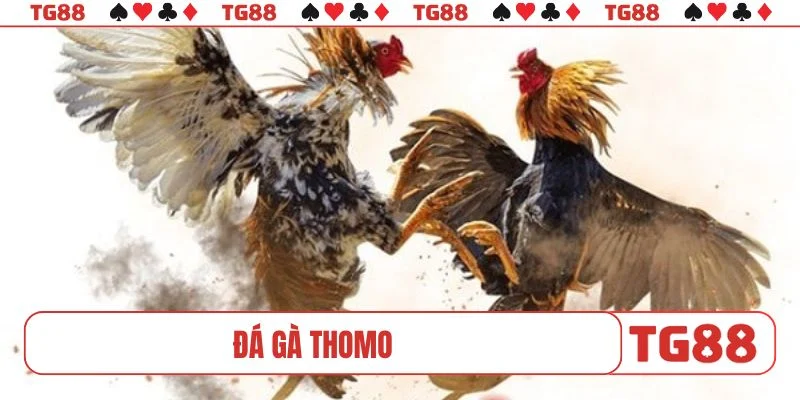 Đá gà Thomo