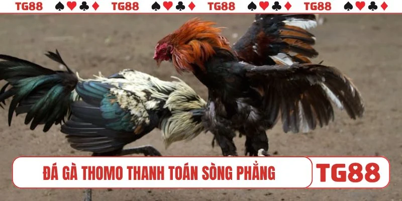 Đá gà Thomo thanh toán sòng phẳng