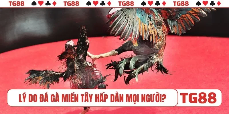 Lý do đá gà miền Tây hấp dẫn mọi người?