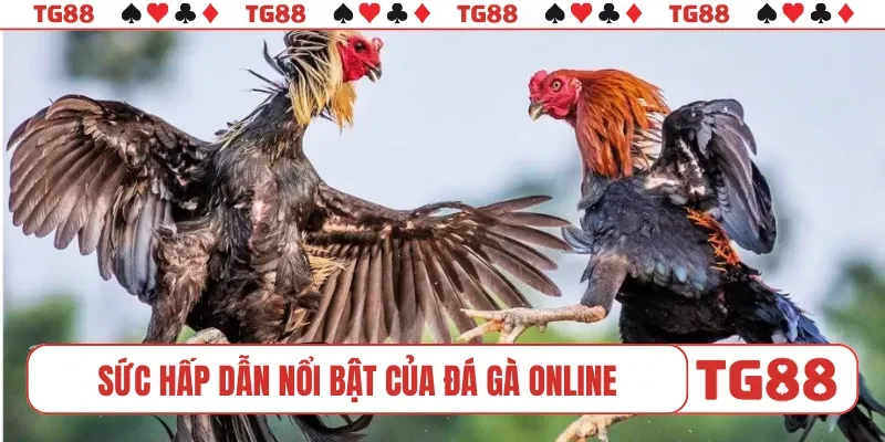 Sức hấp dẫn nổi bật của đá gà online
